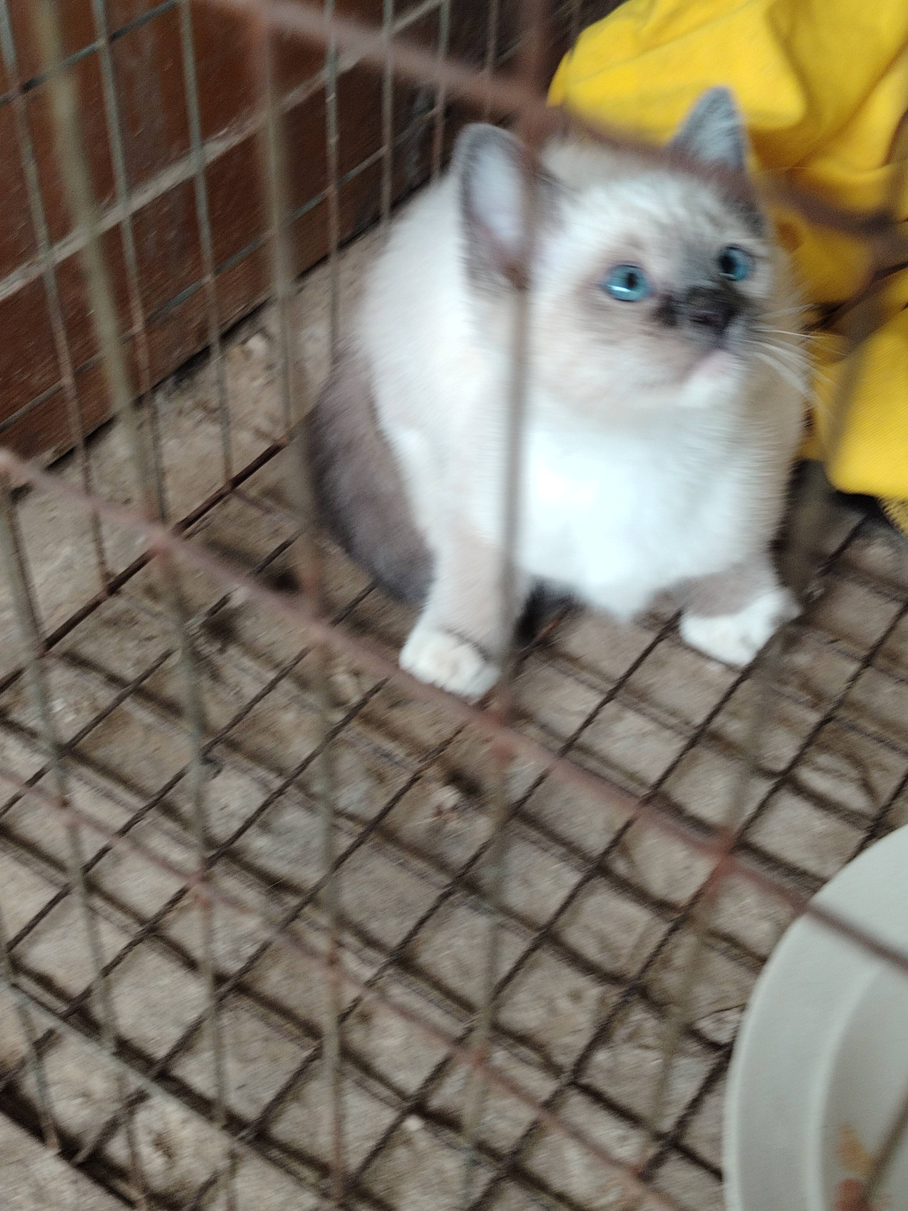 2个多月的暹罗猫弟弟，会用猫砂，不挑食！

暹罗猫弟弟！

暹罗猫弟弟！